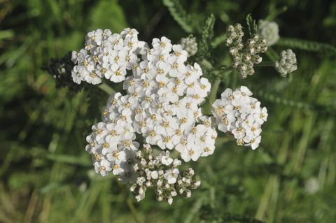 Cickafark (Achillea millefolium) virág