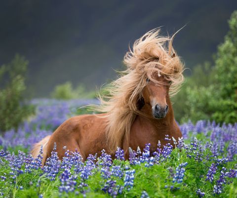 lovak-a-nagy-haj