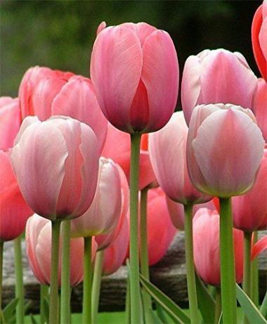 20 tulipánhagyma