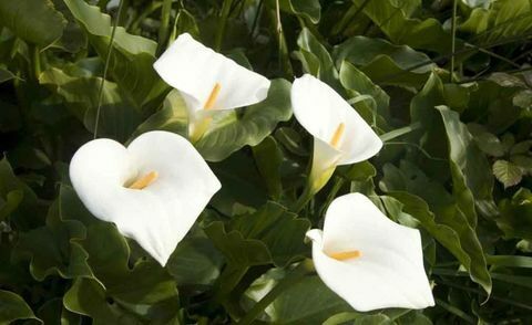 trópusi növények-Zantedeschia-aethiopica