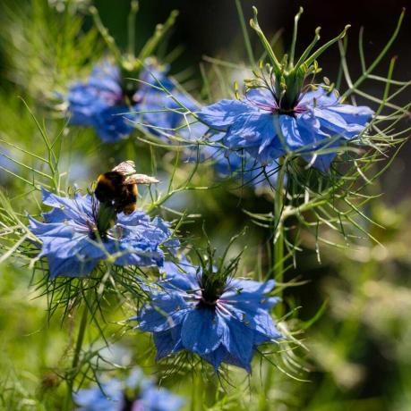 nigella damascena, amely egy angol kertben nő, egy méh leszállt az egyik virágra