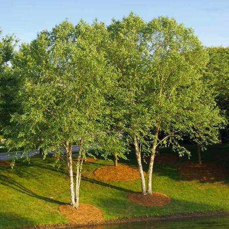 Heritage® River Birch