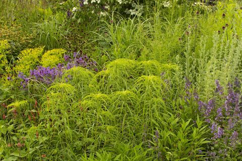 rhs kert a zöld jövőért - Jamie Butworth Hampton Court palota kertfesztivál 2021