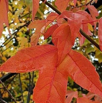 Acer Buergerianum Trident Juhar