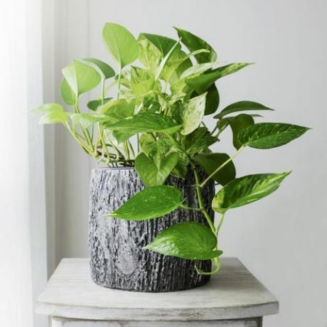 arany pothos vagy epipremnum aureum a hálószoba otthon és kert ablakán