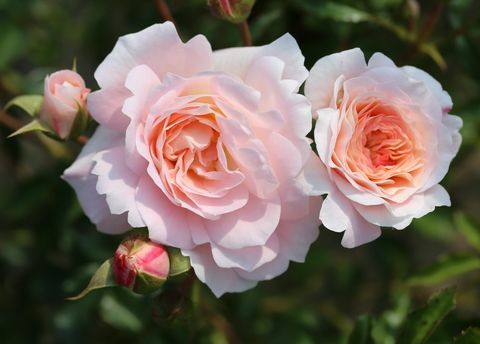 Rosa Sarah Elizabeth ('Athyfgrafos') - az RHS Hampton Court Palace virágbemutató 2018