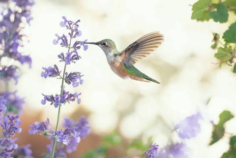 négyzet alakú kép egy kolibri, lila virágokkal etetve
