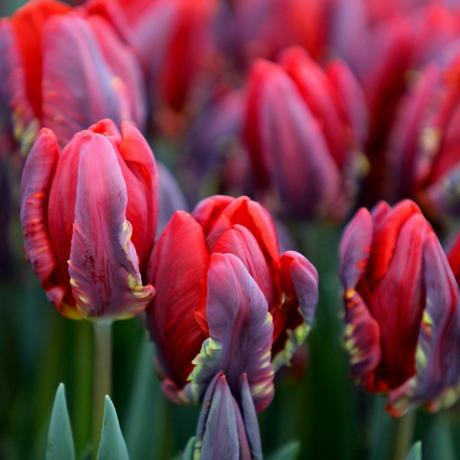 Tulipa 'Rococo' papagáj tulipánhagymák