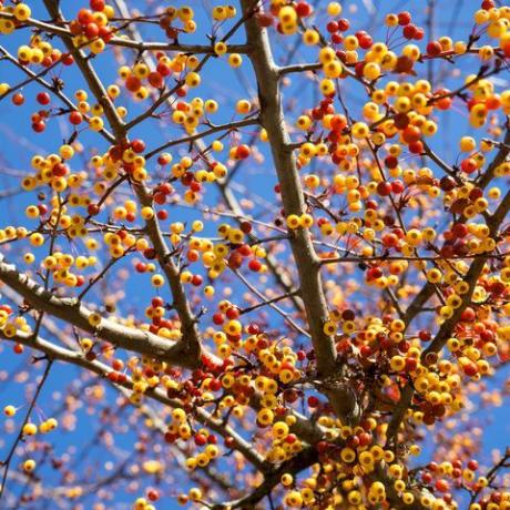 zárja be a japán díszes almafa malus toringo számos apró gyümölcsét Németországban a hideg novemberben, amikor a fa már nem rendelkezik levelekkel