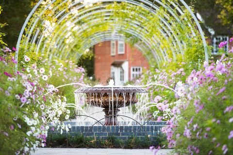 Wisteria Walk a Cosmos virágokkal szeptemberben az RHS Garden Wisley-ben