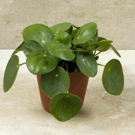 Pilea peperomioides, pénznövény az edényben. Egyetlen növény, bézs háttérrel.