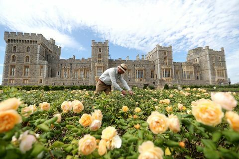 A windsori vár keleti teraszkertje a nyilvános fotohívás elé nyílik