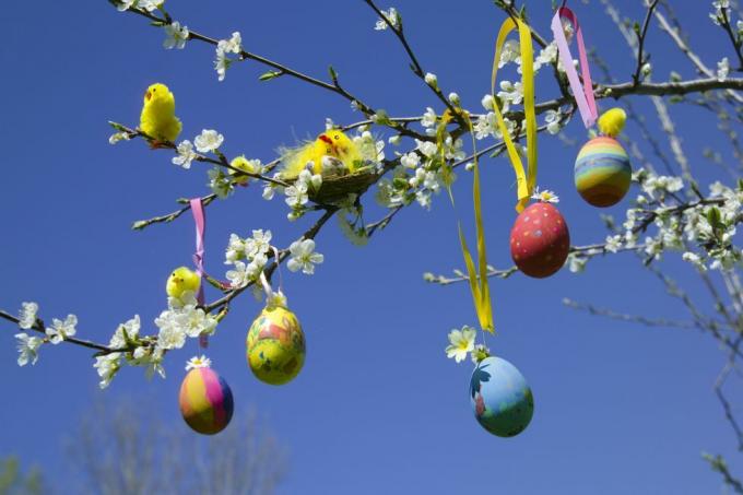 Húsvéti tojások és játékcsibék a fa ágán