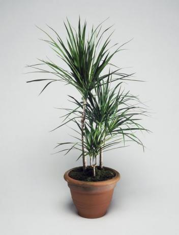 Dracaena, Asparagaceae