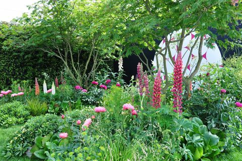 buja, vibráló, rózsaszínű csillagfürt és pünkösdi rózsa virágai a királyi kertészeti társaság Chelsea virágkiállításának kiállítási kertjében 2017-ben
