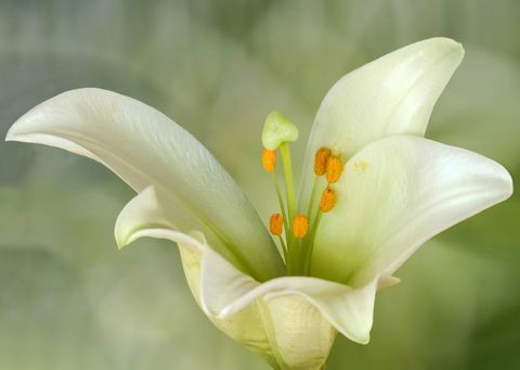 A Lilium candidum vagy a Madonna Lily növény a Lilium nemzetségbe tartozó növény, az egyik igazi liliom. A Balkán és Nyugat-Ázsia őshonos.