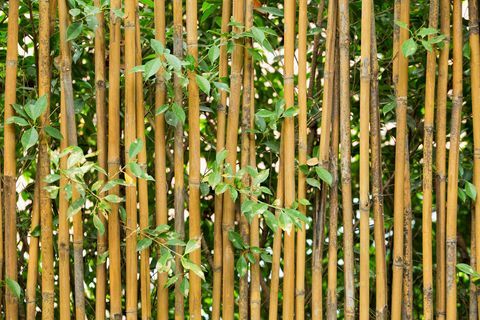 Bambusz kerti kerítés