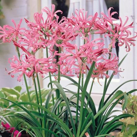 Nerine bowdenii 'Pink'