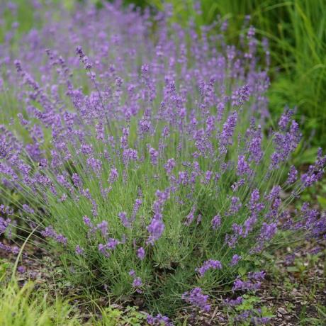 Lavandula angustifolia 'Hidcote'