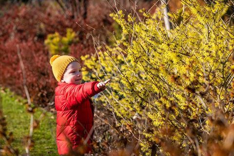 Csodálkozva a boszorkánymogyorót az RHS Wisleynél