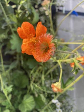 chelsea virág show vadon élő ültetési ötletek