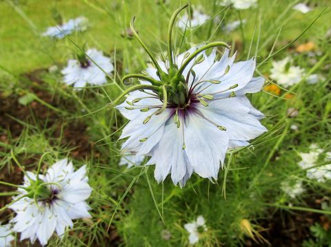 Fekete kömény / Nigella sativa virágok