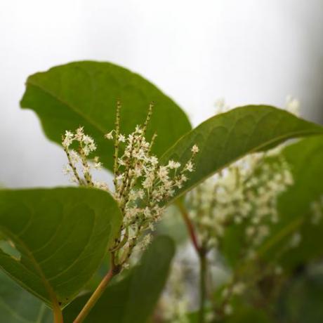 japán csomósfű virágai a japán csomósfű fallopia japonica, egy inváziós növényfaj Európában