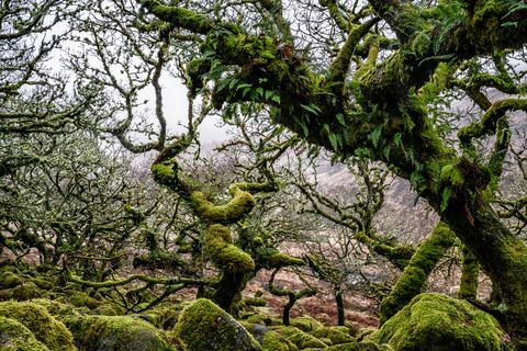 wistman fája, devon, anglia