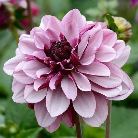 Dahlia - Creme de Cassis