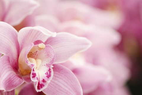 Közeli kép: egy rózsaszín cymbidium orchidea