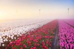 19 tény, amelyek még jobban értékelik a tulipánokat