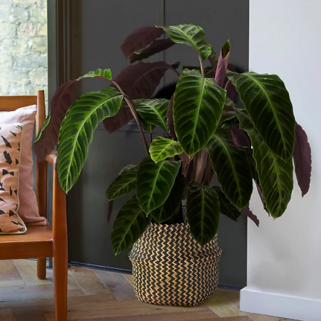 Extra nagy Calathea kosár