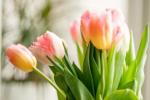 Hogyan állíthatjuk le a tulipán leesését
