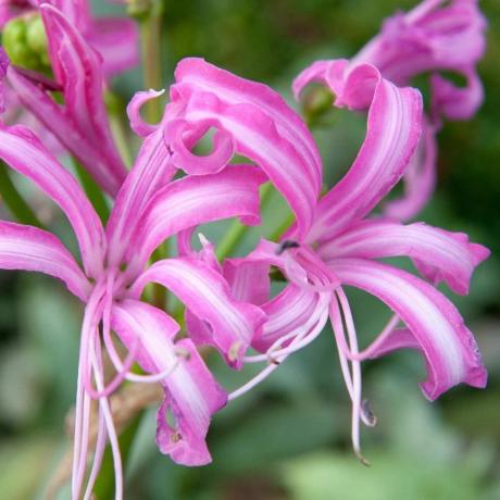 Nerine bowdenii