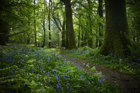 Gyönyörű erdők az Egyesült Királyságban, hogy kipróbálhassák az erdőfürdést