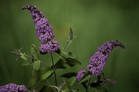 Buddleja davidii (narancssárga szem pillangófű, nyári lila)