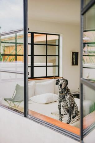 modern hálószoba kutyával az ablakban