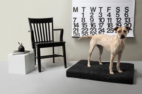 Laylo Pets Designer kutyaágyak