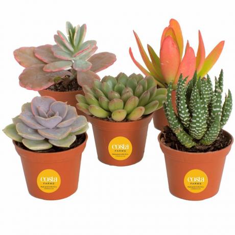 Mini Succulents Collection, 5 db