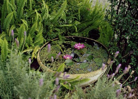 Kis tartálytó a kertben rózsaszín liliomokkal: Víz alapú növények agyagedényből, levendula és örökzöld körül