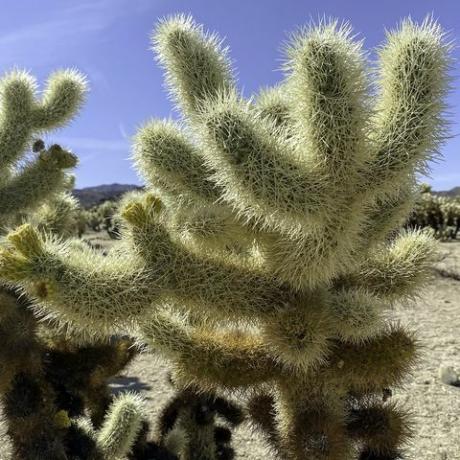 közelkép a cholla kaktuszról, ez a kép a Joshua tree nemzeti parkban készült, északon honosak Mexikó és az Egyesült Államok délnyugati részei szöges tüskékről ismertek, amelyek könnyen tapadnak a bőrhöz, szőrzethez és ruházat